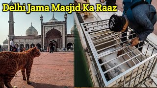 Delhi Jama Masjid Ka Ye Raaz Kia Hai  Jama Masjid Delhi Ki History  We Love Islam [upl. by Ayerdna]