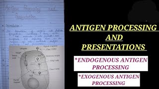 ANTIGEN PROCESSING AND PRESENTATIONS IN HINDI exogenousantigenpathway ZOOLOGYNOTES zoology vbu [upl. by Nanreit183]