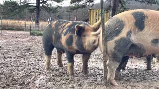 3 Berkshire and BerkshireDuroc cross boars trying to breed a gilt pig [upl. by Noleta]