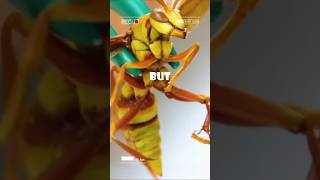 World’s Most Painful Stings Bullet Ant vs Executioner Wasp [upl. by Llenral400]