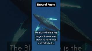 quotThe surprising truth about blue whalesquot 🐋 shortyfy nature facts whale shorts [upl. by Elocim]