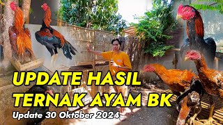 UPDATE TERNAK AYAM BANGKOK EKOR LIDI  Vlog Aditya Farm 99 [upl. by Sloane]