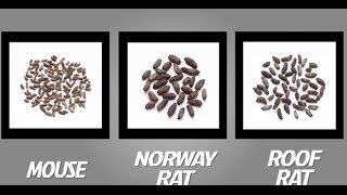 How to Identify Mice and Rats  TOMCAT  Scotts MiracleGro Canada [upl. by Adnawaj]