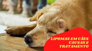 Lipomas em Cães Causas e Tratamento [upl. by Riddle471]