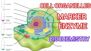 Cell organelle ❤️ Subcellular Fractionation Marker Enzyme [upl. by Aivonas]