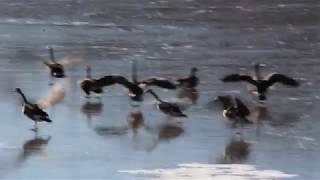 Canada Geese Honking Flyover [upl. by Landre]