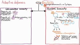 Immune responses Adaptive Humoral vs CellMediated [upl. by Dnomyar]