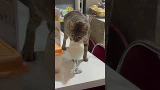 SEGELAS BERDUA MAMAK SAMA KUCING cat happyfamily catlover [upl. by Keri]