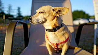 How To Take Care of Chiweenie Are Chiweenies good dogs How much are Chiweenie dogs worth [upl. by Helfant]