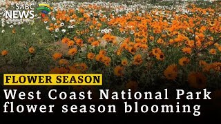 West Coast National Park flower season blooming [upl. by Oberg]