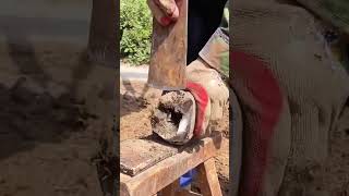 Trimming process of necrotic donkey hoof [upl. by Nryhtak]