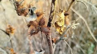 Xanthium strumarium PLANT [upl. by Yelik80]