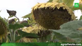 Vegetationsreport Sonnenblumen in der Fruchtfolge [upl. by Tound]