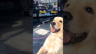 The Cutest Golden Retriever Moments Ever [upl. by Durante]