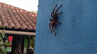 Cuidado com a Aranha Gigante no sitio Bonsucesso LimoeiroPE [upl. by Nemlaz]