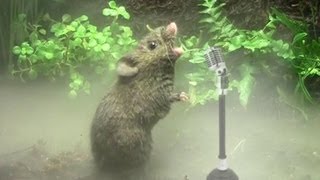 SINGING MICE PERFORM INCREDIBLE SONGS [upl. by Inness]