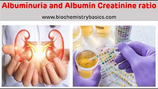 Albuminuria  Albumin Creatinine Ratio  Albumin In Urine [upl. by Cain]