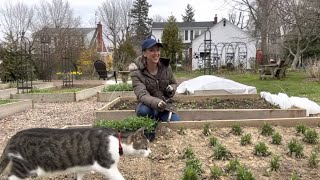 Interplanting Cut Flowers and Cool Flowers Experiment Fall vs Spring Planted Dianthus 😀 [upl. by Nhguavoj]