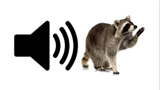 Racoon  Sound Effect  ProSounds [upl. by Ilarin]