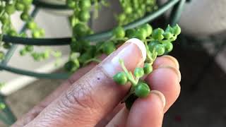 QUICK  EASY way to promote growth and get a FULL pot of string of pearls [upl. by Evonne]