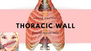 Human Anatomy  Thoracic wall [upl. by Aliel]