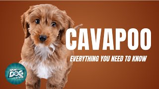 Cavapoo Dog Breed Guide  Dogs 101  CavapooCavoodle [upl. by Nodarse]