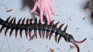 WORLDS LARGEST CENTIPEDE [upl. by Morissa]