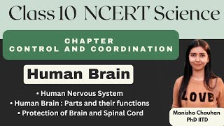 Human Brain Human Nervous System Control and Coordination [upl. by Aibun]