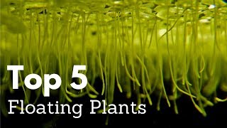 Top 5 Floating Plants for Aquariums [upl. by Aowda849]