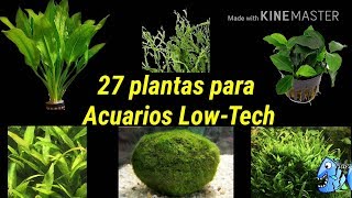 27 plantas para Acuarios low tech o acuarios de bajos requerimientos de agua dulce [upl. by Euqinamod408]