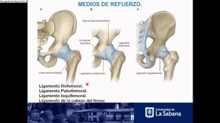 Articulación Coxofemoral [upl. by Rubetta]