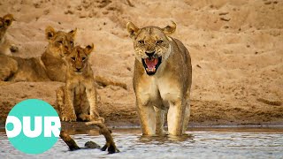 Lion Country Cubs of Two Prides Fight for Survival  Our World [upl. by Eelahc311]