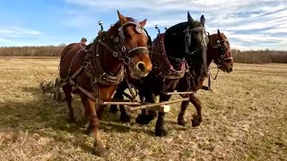 Is it time for SPRING WORK in the North Country  Draft Horse Farming 607 [upl. by Aliuqat]