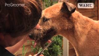 Grooming Guide  Irish Terrier  Clipped  Pro Groomer [upl. by Merton]