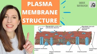 PLASMA MEMBRANE structure and function Phospholipid bilayer for Alevel Biology Fluidmosaic model [upl. by Serafina]