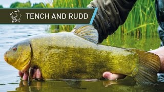 How To Catch Tench And Rudd UK Coarse Fishing [upl. by Nichole]