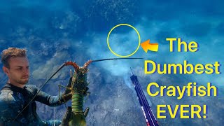 Hunting Crayfish Around Tropical Islands  Inshore Spearfishing [upl. by Airol]