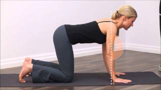 Upper Spine Exercise  Quadruped Cat and Camel  BackandNeckca [upl. by Grannie]