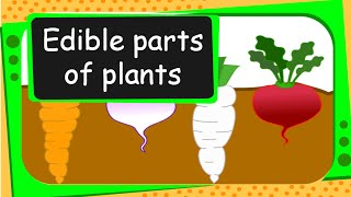 Science  Edible Parts of Plants  English [upl. by Yentroc]