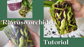 Tutorialrinvaso orchidea con tante radici phalaenopsis orchidea [upl. by Alexandrina]