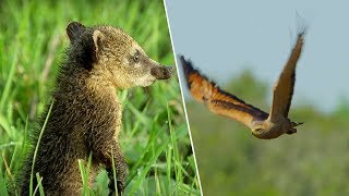 Young Coati vs Hawk  Wild Brazil  BBC Earth [upl. by Hanauq]