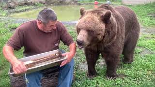 Of COURSE Leo had to get in on the honey What self respecting Syrian brown bear would miss out [upl. by Stieglitz]