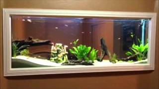 DIY  Wall built in Fish tank 150gl aquarium freshwater set up [upl. by Barina]