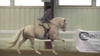 Saphiro Cremello Lusitano Stallion Fall 2009 [upl. by Anirdnajela]