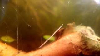 Prostoma sp  Némerte deau douce  Freshwater ribbon worm [upl. by Airamesor30]