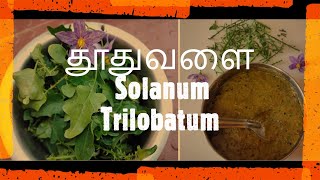 தூதுவளை  Solanum Trilobatum  Thoodhuvalai Chutney  Thoodhuvalai recipe  Heal asthma [upl. by Christmann]