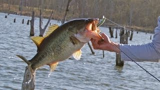 Effective Jerkbait Techniques Optimizing Retrieve for Spring Bass Fishing [upl. by Heda]