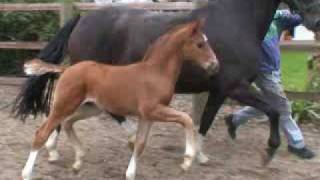 wwwreitschulesandbrinkde foal Fidertanz  De Niro  Rubinstein [upl. by Adeline3]