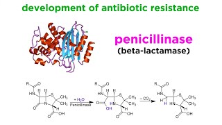 MethicillinResistant Staphylococcus aureus MRSA [upl. by Dickerson649]