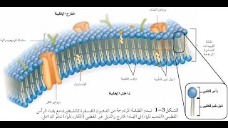 التراكيب الخلوية و العضيات الجزء الأول [upl. by Aliuqehs]